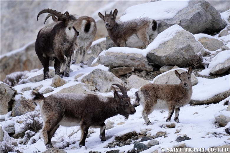 Himalayan Ibex – Khyber village in Winter