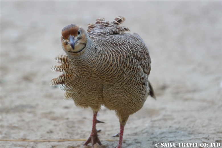 Grey Francolin -Balochistan