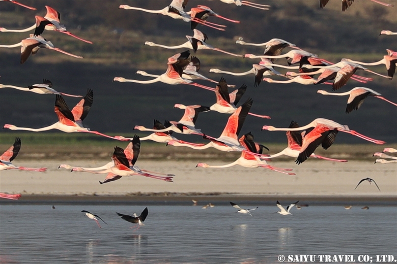Greater Flamingo – Soon valley