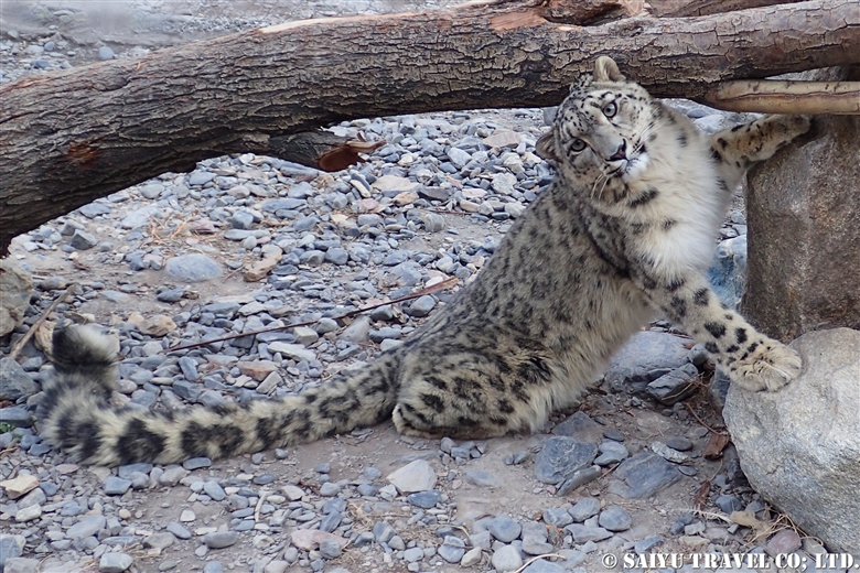 Lolly the Snow Leopard -1