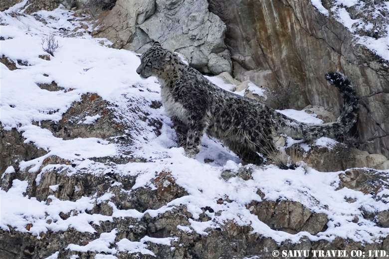 Snow Leopard observed in Morkhun Village -1