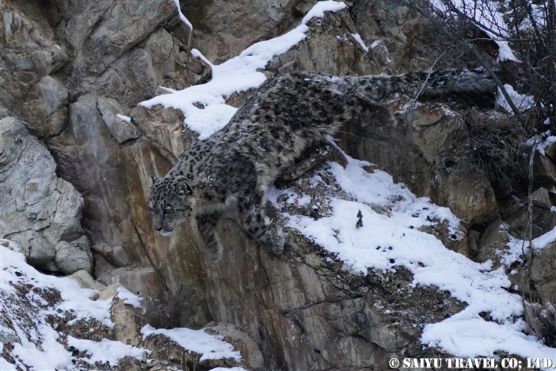 Snow Leopard observed in Morkhun Village -2