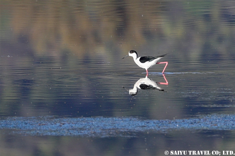 Black-winged Stilt – Soon Valley