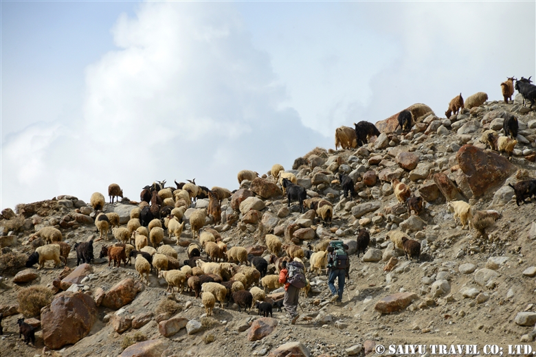 Shimshal in Autumn – Yak, goat and sheep return from the Pamir/Autumn Kuch -2
