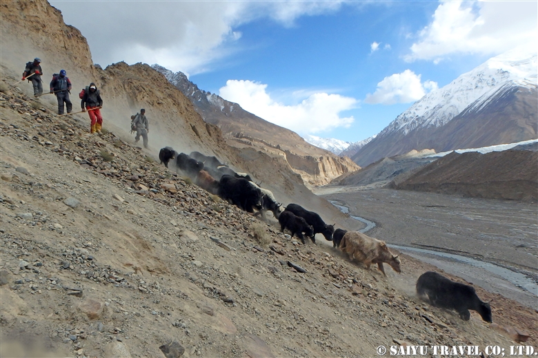 Shimshal in Autumn – Yaks return to the village /Autumn Kuch -3