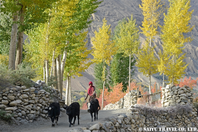 Shimshal village in Autumn