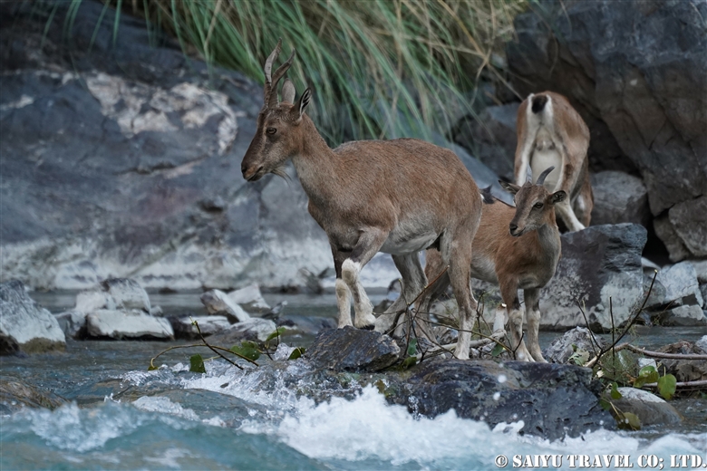Kashmir Markhor Mother and Kid just across the river!