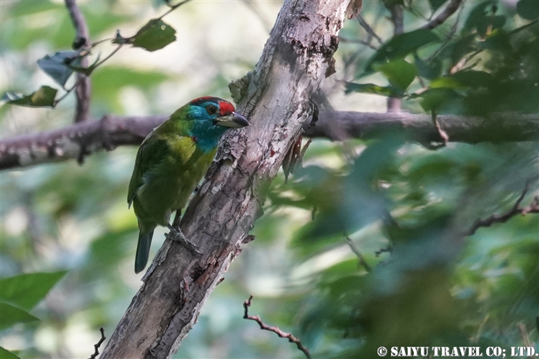 Blue-throated barbet (Margalla Hills)