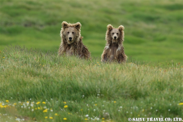 Himalayan Brown Bear in Summer – Deosai National Park