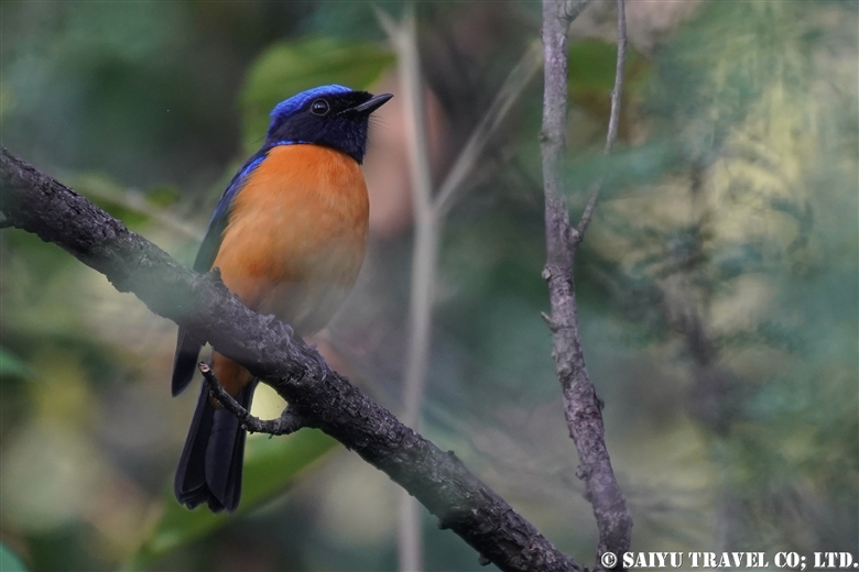 Rufous-bellied niltava (Margalla Hills)