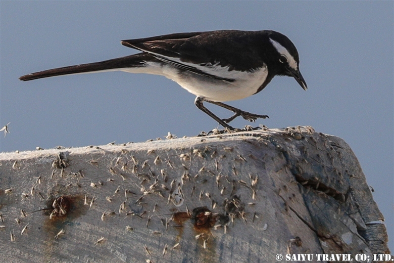 White-browed Wagtail – Soon Valley