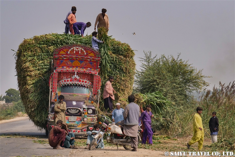 Encounters On The National Highway NH-5 : Harvest Season !
