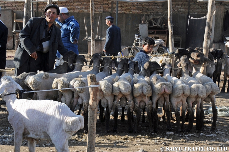 (Video) The curious tailed sheep that I met in the Swat Valley