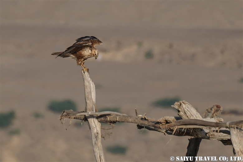 The Long-legged Buzzard (Balochistan)