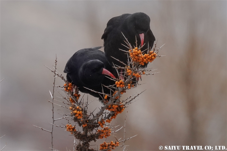 Red-billed Chough ( Upper Hunza)