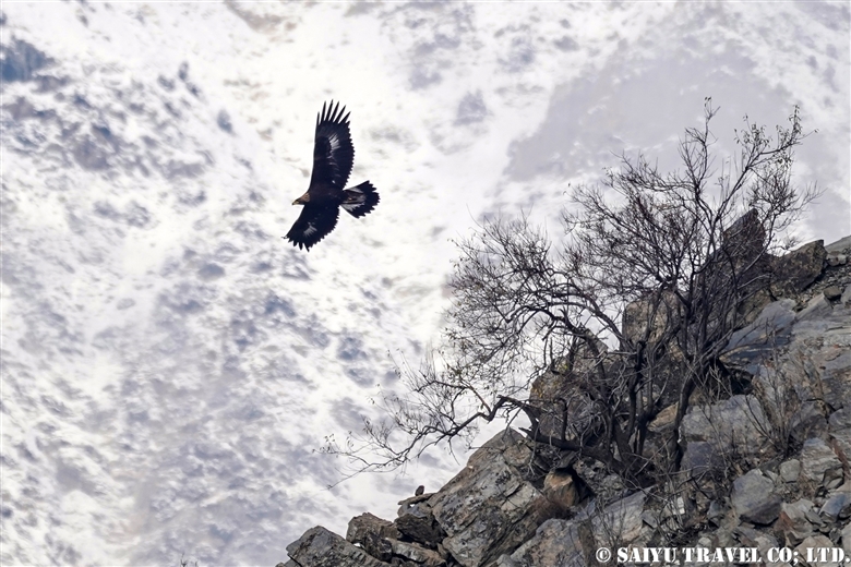 Golden Eagles of Chitral Gol National Park