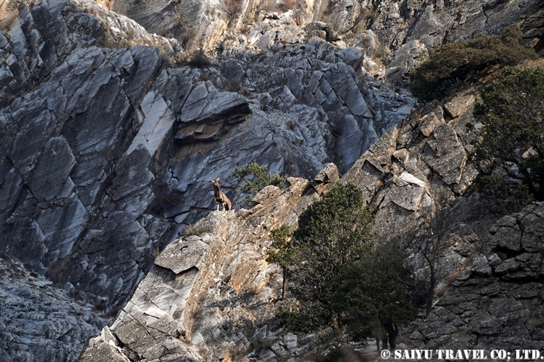 The Markhor of the Gahirat (Gehret) Goleen Conservancy