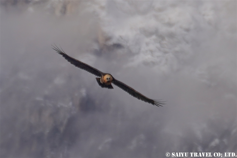 Lammergeir /Bearded Vulture (Chitral Gol National Park)