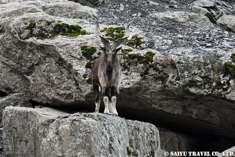 Kashmir Markhor (Tooshi-Shasha Conservancy)