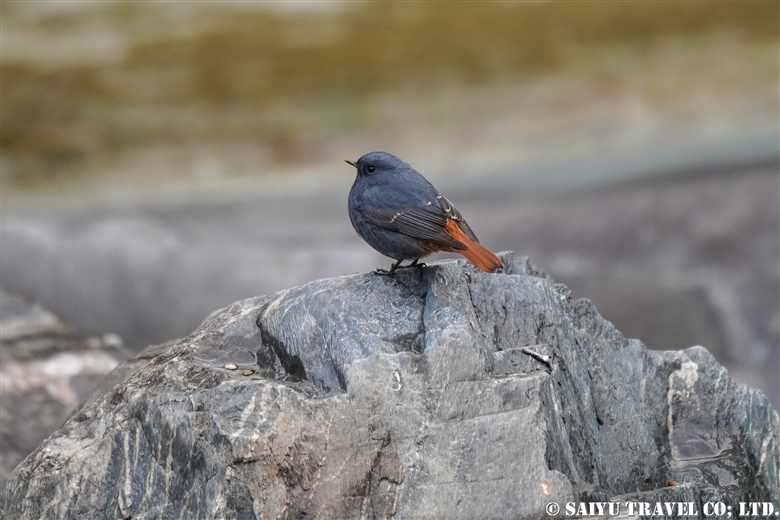 Plumbeous water redstart (Chitral)