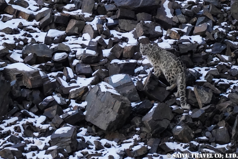 A Snow Leopard Encounter! Karakoram Highway