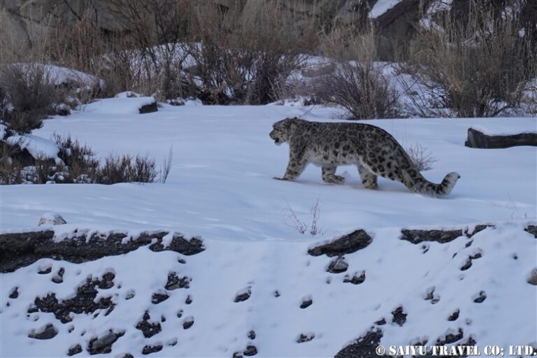 A Snow Leopard Encounter! Karakoram Highway – Re:Discover Pakistan