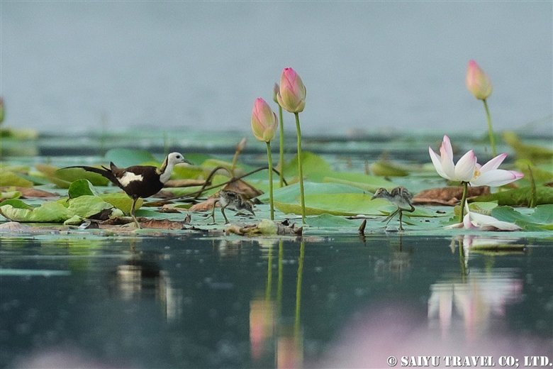 Pheasant-Tailed Jacana on a Lotus Pond