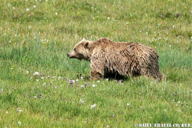 Searching for Himalayan Brown Bears in the Deosai Plateau in the Summertime