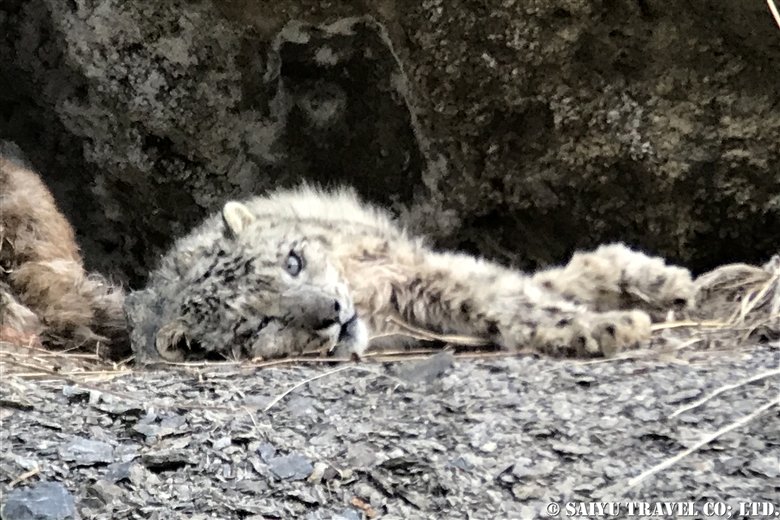 Snow Leopard After The Hunt