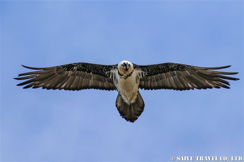 Lammergeier, Bearded Vulture of Khunjerab National Park