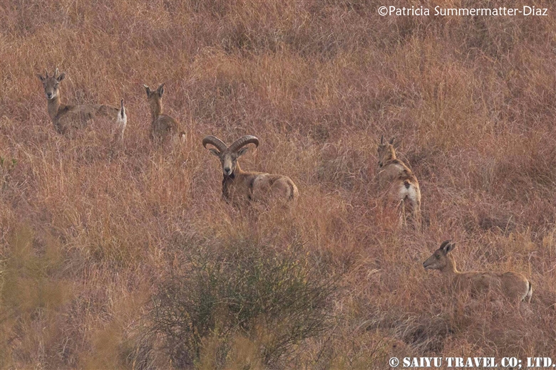 In Serch of Punjab Urial – Kalabagh Private Game Reserve