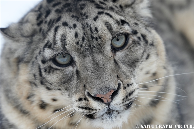 Lolly, the Snow Leopard 2023