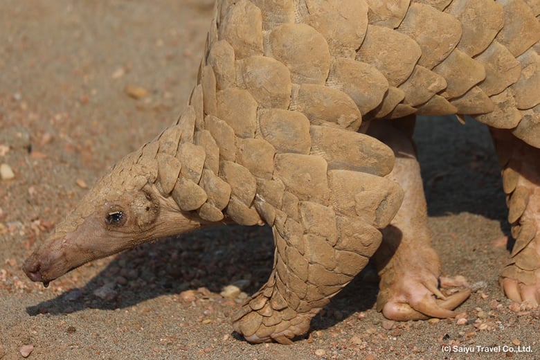 The Indian Pangolin