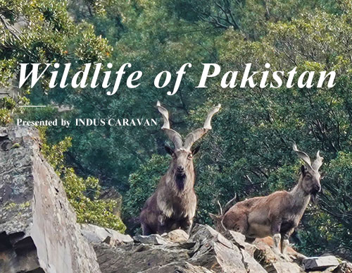 [Feature] Wildlife of Pakistan