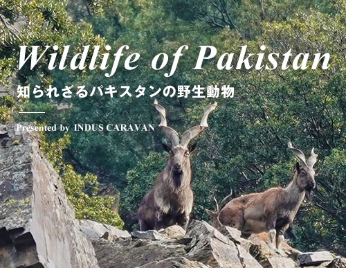 【特集】知られざるパキスタンの野生動物
